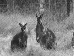 Des kangourous au milieu des lapins creusois