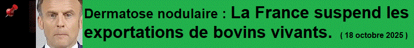 Dermatose nodulaire : La France suspend les exportations de bovins vivants